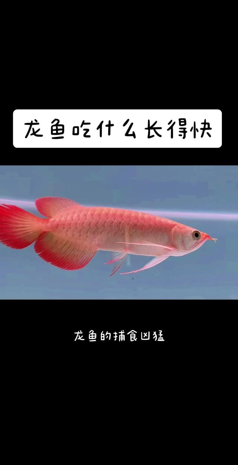哪些活食是龍魚的最佳選擇？