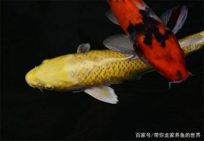 換水魚缸壁都是氣泡（換水后魚缸壁出現氣泡可能是由以下幾個原因引起的）