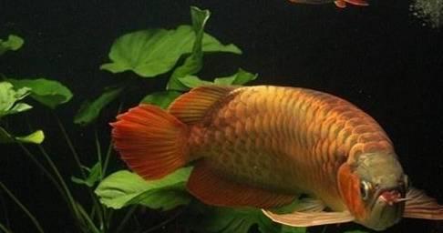 焦作市<strong><mark>解放</mark></strong>區(qū)豐收路春香觀賞魚經(jīng)銷部（焦作市<strong><mark>解放</mark></strong>區(qū)豐收路春香觀賞魚經(jīng)銷部電話）