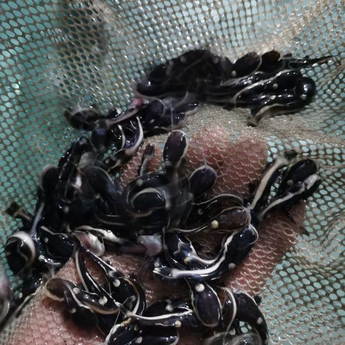 紅鴨嘴龍魚