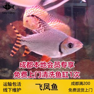 飛鳳魚(yú)繁殖技巧詳解飛鳳魚(yú)繁殖技巧詳解：飛鳳魚(yú)與其他觀賞魚(yú)混養(yǎng)指南