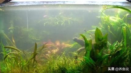 魚缸的水兩天就渾濁了怎么辦呢
