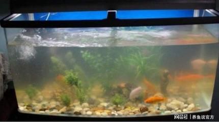 魚缸的水兩天就渾濁了怎么辦呢