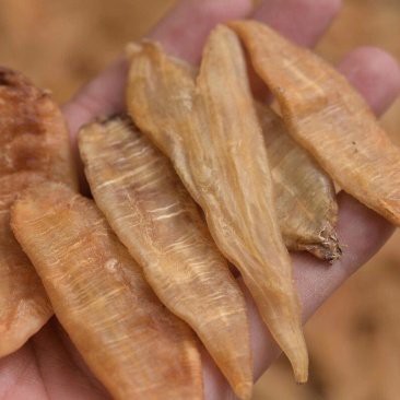 最貴金龍魚膠