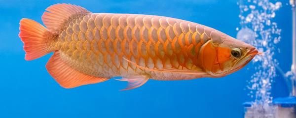 那種龍魚體形小又好養：體形小且好養的龍魚
