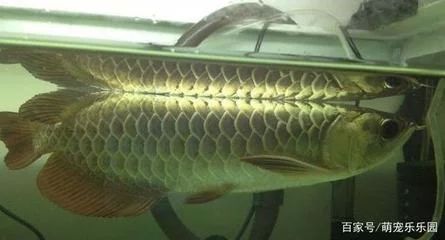 龍魚的水質ph多少合適：飼養龍魚時應該保持水質的ph值在6.5之間