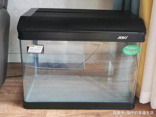 魚缸漂亮發表說說句子（如何養護觀賞魚健康魚缸燈光選擇技巧打造微型水族生態） 魚缸漂亮發表說說句子（如何養護觀賞魚健康魚缸燈光選擇技巧打造微型水族生態） 龍魚百科 第6張