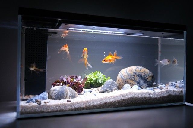 小佩 魚缸：小佩魚缸如何維護(hù)