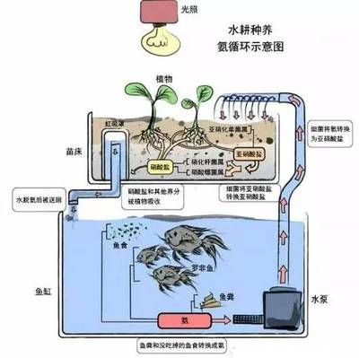 魚缸虹吸原理圖視頻教程：魚缸虹吸原理圖教程詳情 魚缸虹吸原理圖視頻教程：魚缸虹吸原理圖教程詳情 魚缸百科 第5張