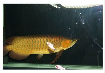 龍魚須子軟怎么回事：龍魚須子發軟的原因及處理方法 龍魚須子軟怎么回事：龍魚須子發軟的原因及處理方法 龍魚百科 第1張