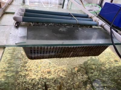 觀賞魚缸過濾器怎么用（如何選擇魚缸過濾器？）