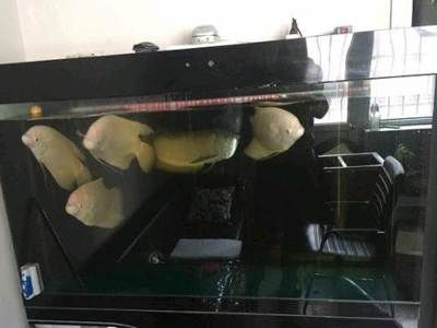 呼市二手魚缸交易市場的具體位置如何鑒別二手魚缸的質(zhì)量：呼和浩特二手魚缸交易市場