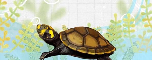 黃頭龜跟龍魚混養行嗎：黃頭龜和龍魚在某些條件下可以混養，但需要注意一些關鍵因素