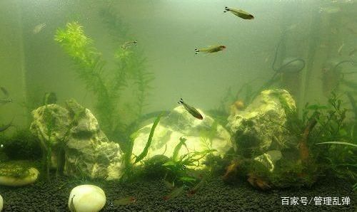 魚缸里水渾怎么回事（魚缸里水渾怎么辦）