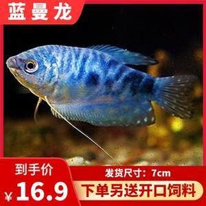 黃曼龍魚能和什么魚混養：黃曼龍魚可以和多種熱帶觀賞魚混養但需要注意的是 黃曼龍魚能和什么魚混養：黃曼龍魚可以和多種熱帶觀賞魚混養但需要注意的是 龍魚百科 第3張