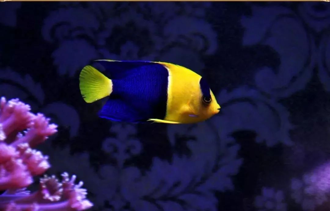 海霸魚缸屬于什么檔次：海霸魚缸與森森對比分析
