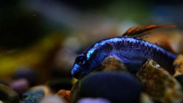 龍魚喂活食好嗎視頻：龍魚活食與凍干飼料對比,龍魚喂食量控制技巧