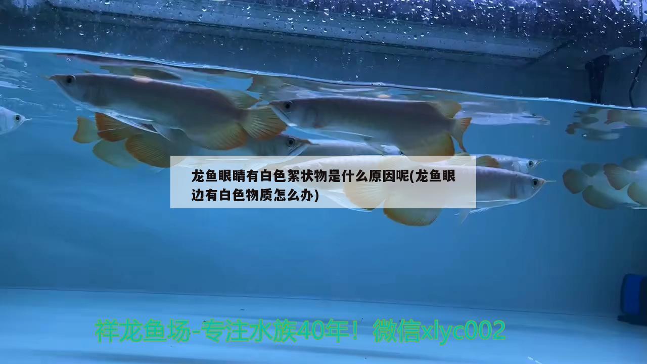 龍魚眼睛有白色絮狀物是什么原因呢(龍魚眼邊有白色物質(zhì)怎么辦) 龍魚眼睛有白色絮狀物是什么原因呢(龍魚眼邊有白色物質(zhì)怎么辦) 魚缸百科