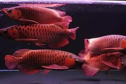 龍魚混養的最佳水質參數：龍魚混養水溫控制技巧