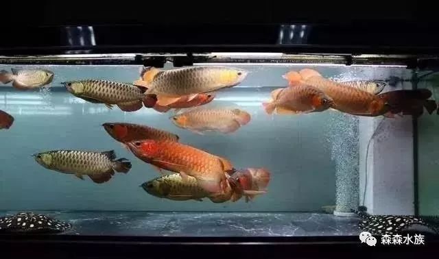 龍魚(yú)混養(yǎng)的最佳水質(zhì)參數(shù)：龍魚(yú)混養(yǎng)水溫控制技巧