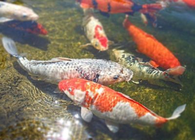 錦鯉跳出魚缸是什么原因：關于錦鯉跳出魚缸的詳細解釋