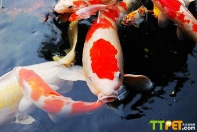 錦鯉跳出魚缸是什么原因：關于錦鯉跳出魚缸的詳細解釋