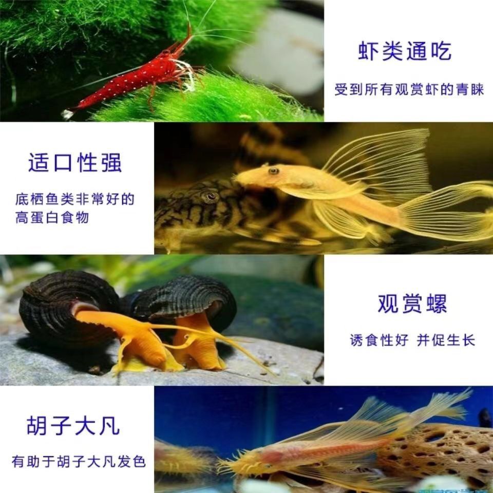龍魚缸用什么工具魚好看：龍魚缸中的魚類選擇對于觀賞效果至關重要選擇合適的魚種 龍魚缸用什么工具魚好看：龍魚缸中的魚類選擇對于觀賞效果至關重要選擇合適的魚種 魚缸百科 第5張