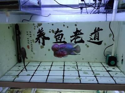 龍魚缸用什么工具魚好看：龍魚缸中的魚類選擇對于觀賞效果至關重要選擇合適的魚種 龍魚缸用什么工具魚好看：龍魚缸中的魚類選擇對于觀賞效果至關重要選擇合適的魚種 魚缸百科 第4張