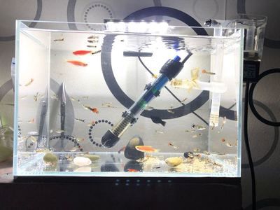 龍魚缸用什么工具魚好看：龍魚缸中的魚類選擇對于觀賞效果至關重要選擇合適的魚種 龍魚缸用什么工具魚好看：龍魚缸中的魚類選擇對于觀賞效果至關重要選擇合適的魚種 魚缸百科 第2張