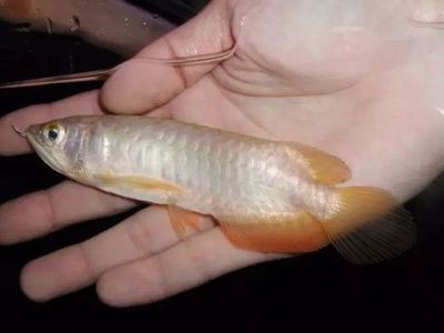 歐柏龍魚缸價格：歐柏龍魚缸價格對比歐柏龍魚缸價格對比