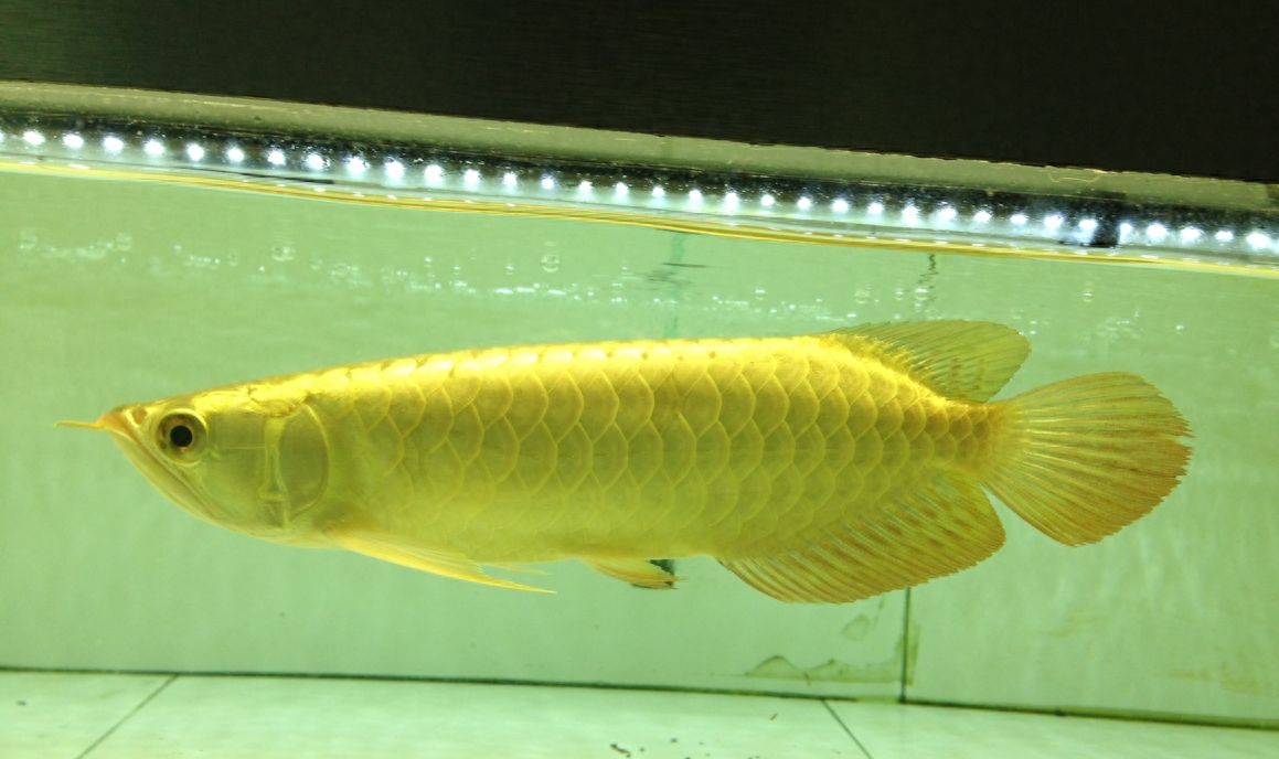 國內龍魚養殖基地有哪些：國內一些知名龍魚養殖基地的基本概況