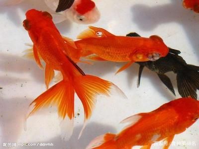雷龍魚會吃金魚嗎為什么呢（雷龍魚會吃金魚嗎）