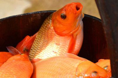 雷龍魚會吃金魚嗎為什么呢（雷龍魚會吃金魚嗎）