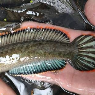 雷龍魚吃活魚嗎，雷龍魚會吃活魚嗎