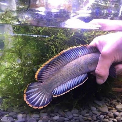 雷龍魚吃活魚嗎，雷龍魚會吃活魚嗎