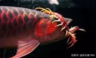 蜈蚣喂龍魚怎么處理干凈：蜈蚣喂龍魚怎么處理 蜈蚣喂龍魚怎么處理干凈：蜈蚣喂龍魚怎么處理 龍魚百科 第2張