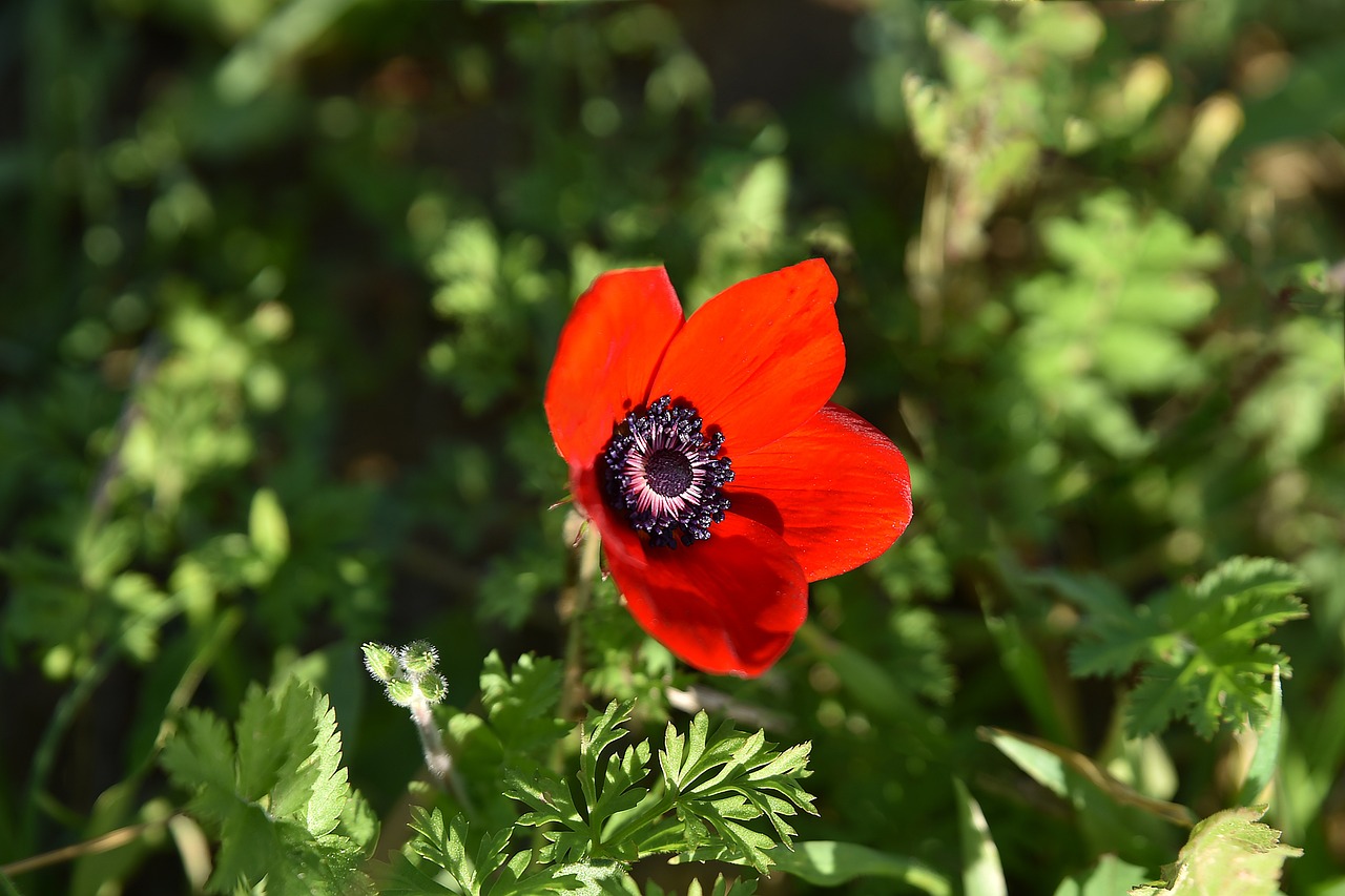 大慶市紅崗區聰晴花卉（大慶市紅崗區聰晴花卉店） 大慶市紅崗區聰晴花卉（大慶市紅崗區聰晴花卉店） 全國水族館企業名錄 第1張