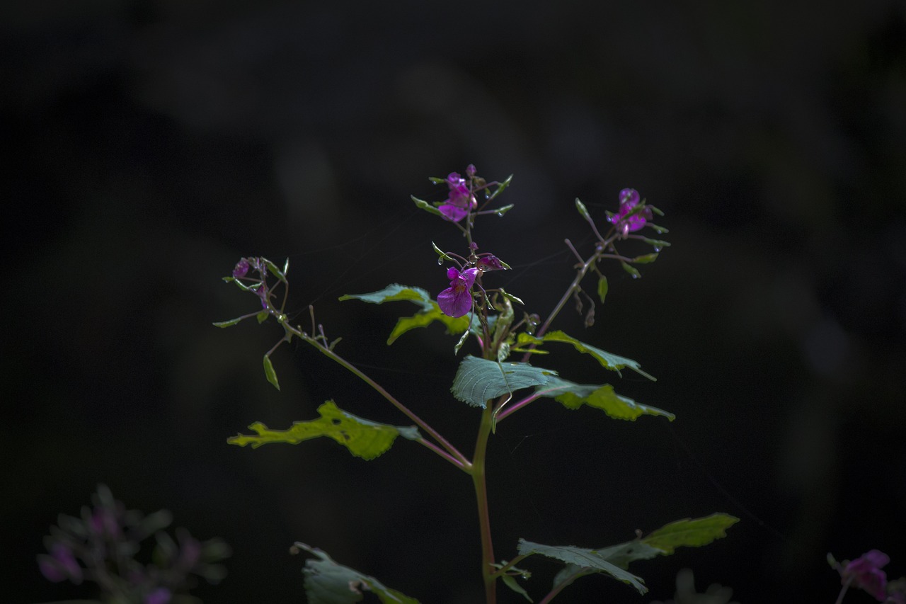 大慶市紅崗區聰晴花卉（大慶市紅崗區聰晴花卉店） 大慶市紅崗區聰晴花卉（大慶市紅崗區聰晴花卉店） 全國水族館企業名錄 第2張
