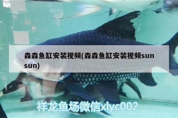 森森魚缸安裝視頻:森森魚缸安裝視頻教程 魚缸百科 第2張 森森魚缸安裝視頻:森森魚缸安裝視頻教程 森森魚缸安裝視頻:森森魚缸安裝視頻教程 魚缸百科 第2張