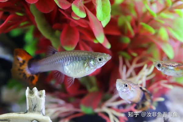模擬自然光對魚缸生態的影響：模擬自然光對魚缸生態有顯著的影響，魚缸光照周期的最佳設置