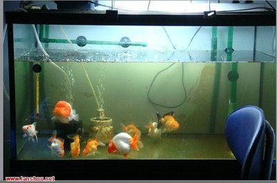 模擬自然光對魚缸生態的影響：模擬自然光對魚缸生態有顯著的影響，魚缸光照周期的最佳設置