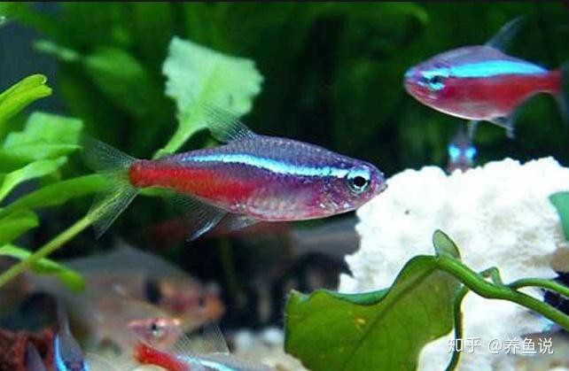 藍龍魚變色怎么回事兒