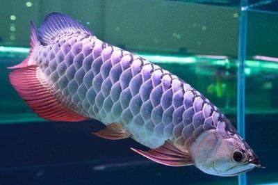 龍魚是否會跳缸（龍魚會跳缸嗎？） 龍魚是否會跳缸（龍魚會跳缸嗎？） 龍魚百科 第3張