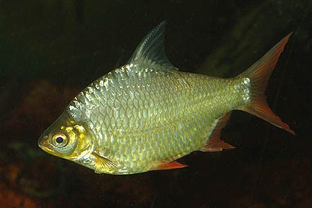 如何清除魚缸里的螺螄:吉林市佳藝水族魚缸電話地址查詢, 魚缸百科 第3張 如何清除魚缸里的螺螄:吉林市佳藝水族魚缸電話地址查詢, 如何清除魚缸里的螺螄:吉林市佳藝水族魚缸電話地址查詢, 魚缸百科 第3張