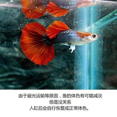 如何選擇適合金龍魚的燈管？
