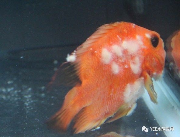 魚缸清潔技巧大揭秘魚缸清潔技巧大揭秘魚缸清潔技巧大揭秘：魚缸換水后出現(xiàn)菌絲怎么辦 魚缸清潔技巧大揭秘魚缸清潔技巧大揭秘魚缸清潔技巧大揭秘：魚缸換水后出現(xiàn)菌絲怎么辦 魚缸百科 第2張