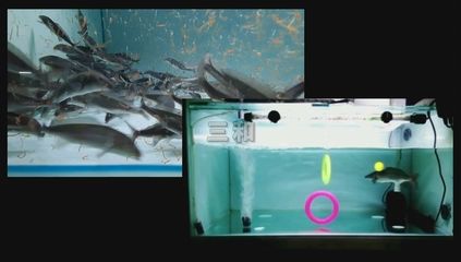 魚缸里海豚咬魚怎么辦：海豚咬魚怎么辦