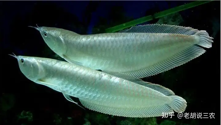 男子養(yǎng)3年的龍魚(yú)死亡，含淚清蒸后笑了，男子：30萬(wàn)一條的魚(yú)好吃