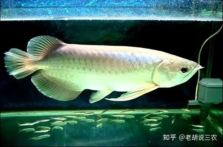 男子養(yǎng)3年的龍魚(yú)死亡，含淚清蒸后笑了，男子：30萬(wàn)一條的魚(yú)好吃