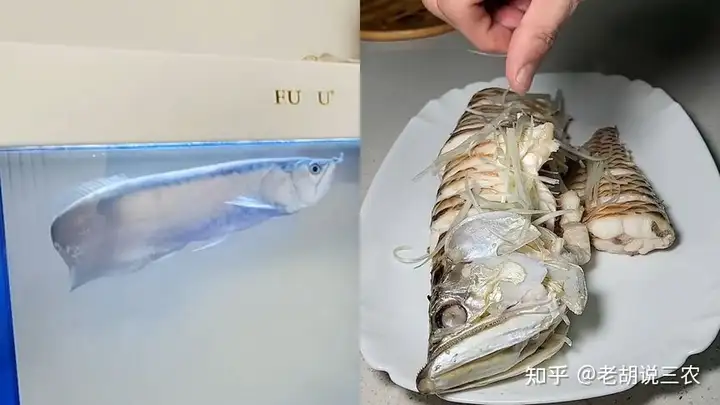 男子養(yǎng)3年的龍魚(yú)死亡，含淚清蒸后笑了，男子：30萬(wàn)一條的魚(yú)好吃